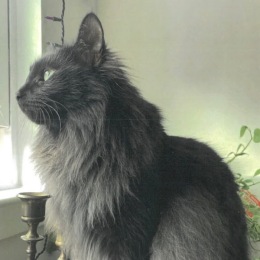 a cat looking out of a window
