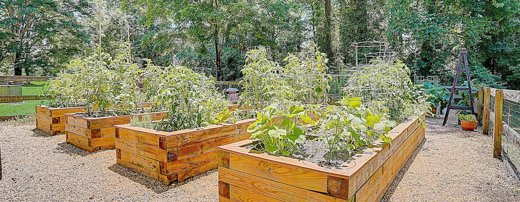 a garden with plants